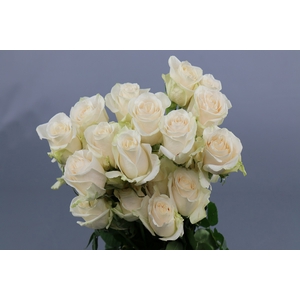 Rosa ec vendela