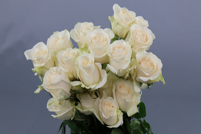 <h4>Rosa ec vendela</h4>