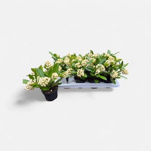 SKIM JA OBERRIES WHI