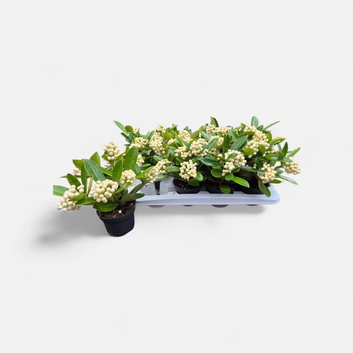 <h4>SKIM JA OBERRIES WHI</h4>