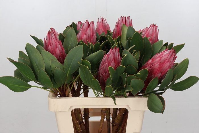 <h4>Protea Cynaroides Madiba</h4>