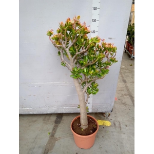 Crassula ovata 'Sunset'