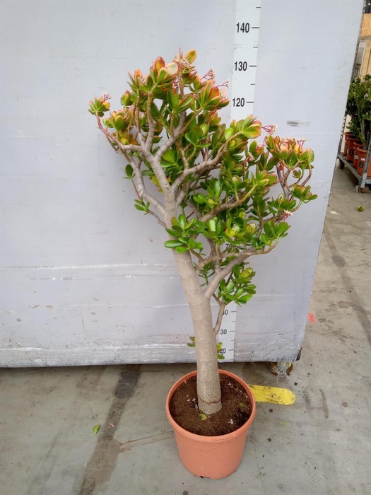 <h4>Crassula ovata 'Sunset'</h4>