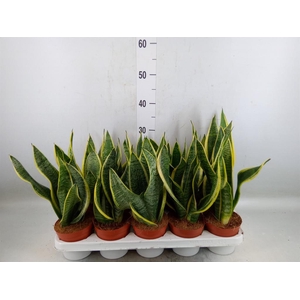 Sansevieria trifa. 'Futura Superba'