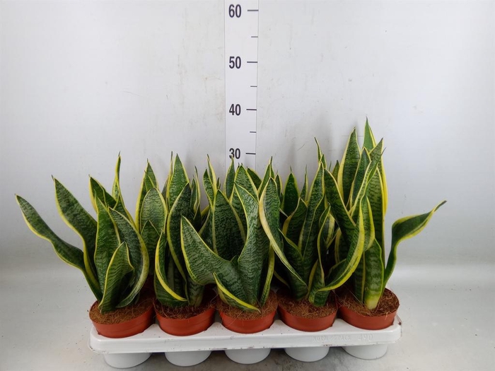 <h4>Sansevieria trifa. 'Futura Superba'</h4>