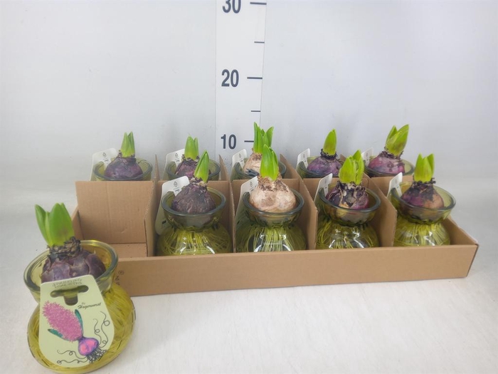 <h4>Planten  ..in schaal L%</h4>