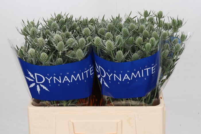 Eryngium Silver Dynamite