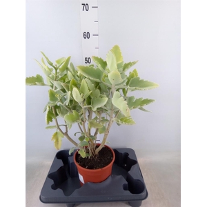 Kalanchoe NF beharensis