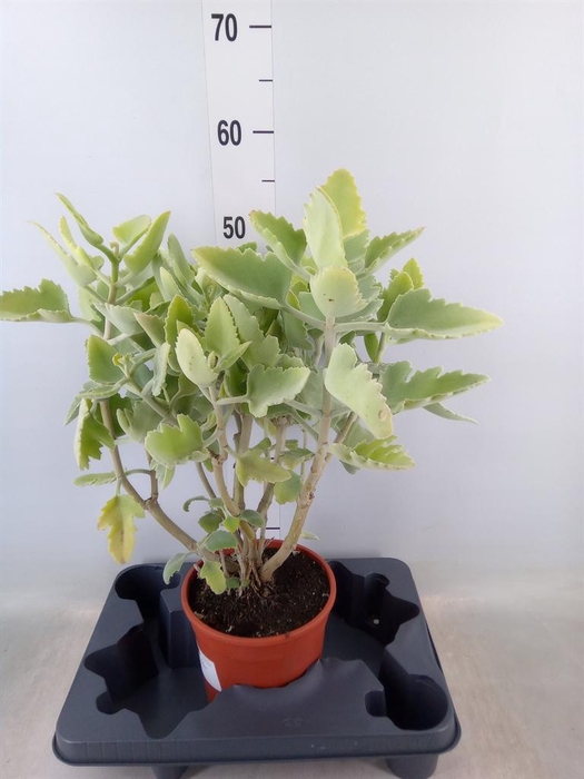 <h4>Kalanchoe NF beharensis</h4>