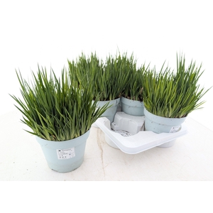 JUNC ENSIFOLIUS