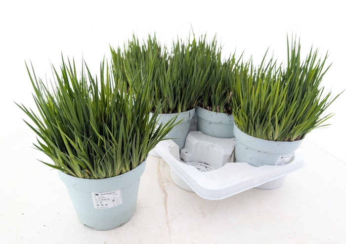 <h4>JUNC ENSIFOLIUS</h4>