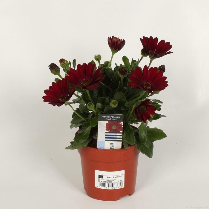 <h4>Osteospermum Sunny Shiela</h4>