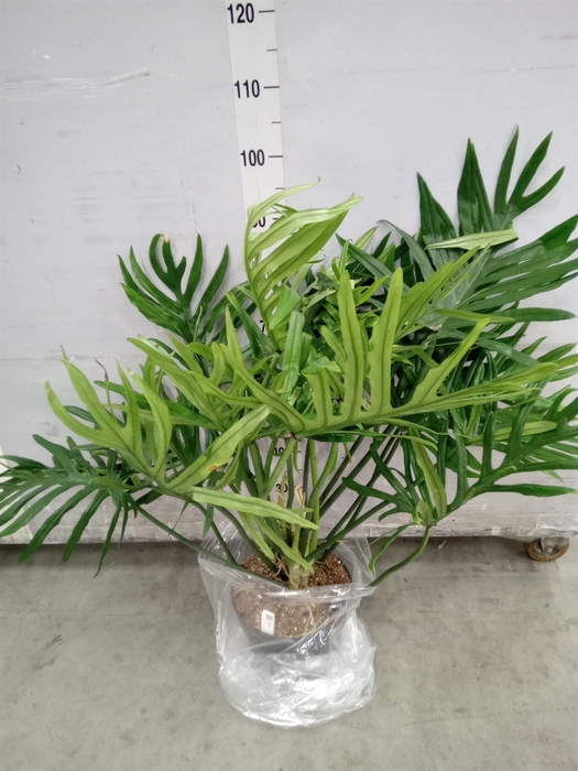 <h4>Philodendron   ...</h4>