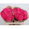 Rosa Garden Girlfriend