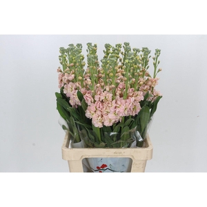 Matthiola Lucinda Antique