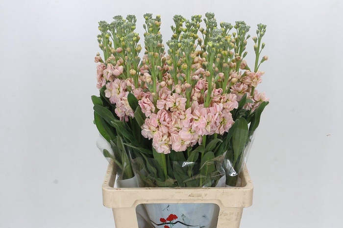 <h4>Matthiola Lucinda Antique Rose</h4>