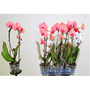PHAL EL CASCADE