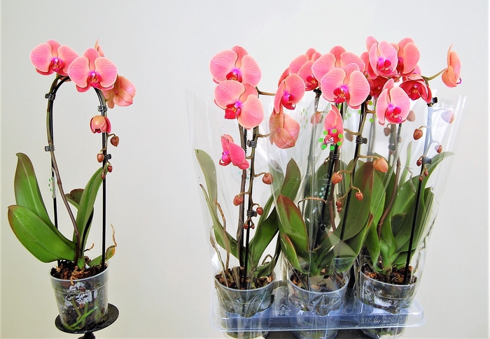 <h4>PHAL EL CASCADE</h4>