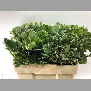 Pittosp To Ilan 55 Cm