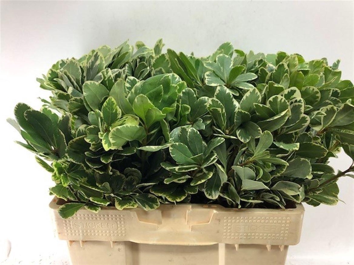 <h4>Pittosp To Ilan 55 Cm</h4>