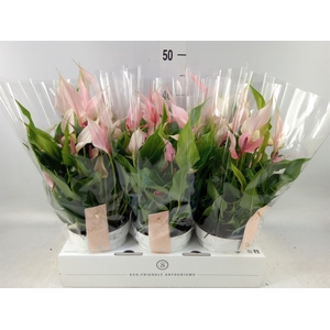 Anthurium andr. 'Lilli'