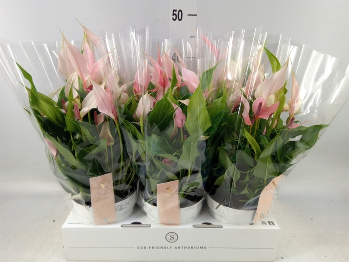 <h4>Anthurium andr. 'Lilli'</h4>