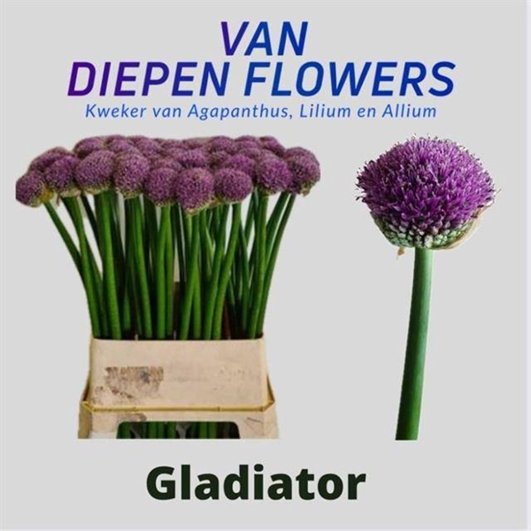 <h4>ALLIUM GLADIATOR</h4>