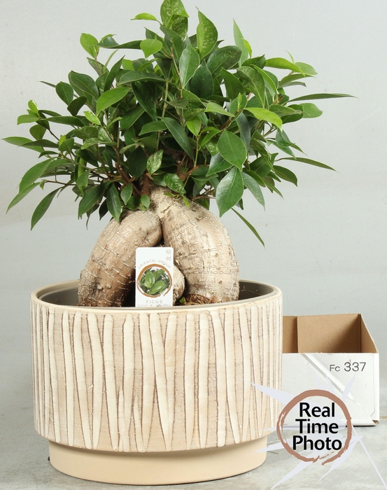 <h4>FIC MI GINSENG</h4>
