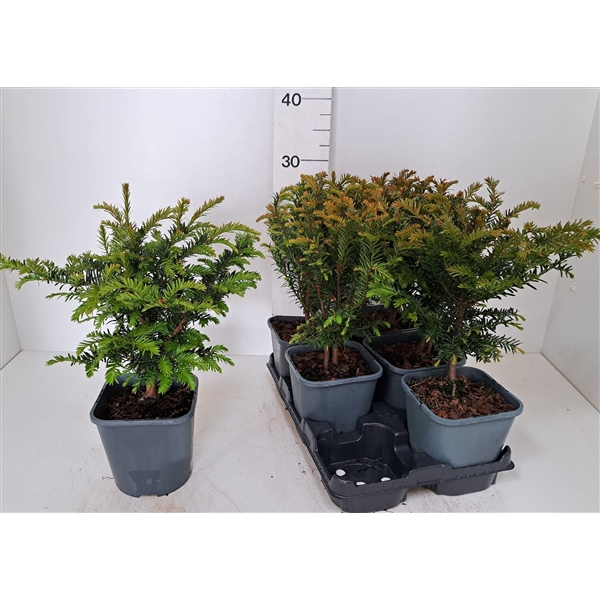<h4>Taxus baccata C2</h4>