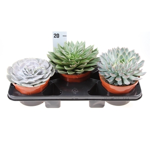 Echeveria ...mix