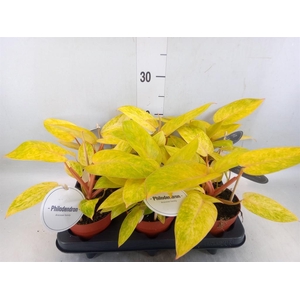 Philodendron   ...