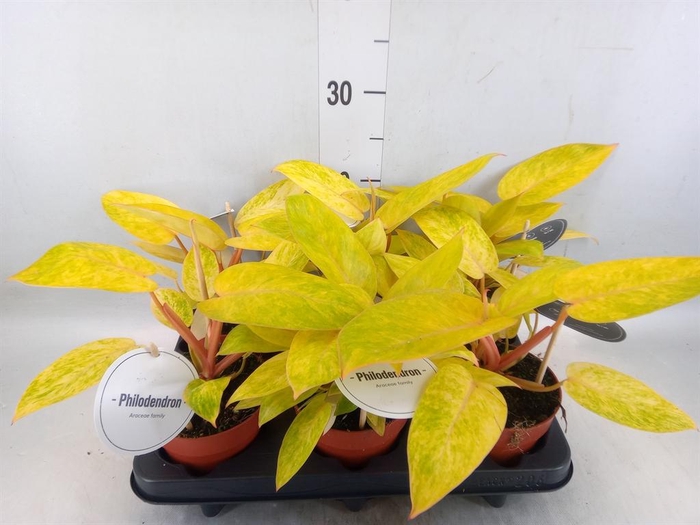 <h4>Philodendron   ...</h4>