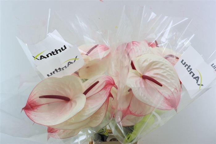 <h4>Anth A Cumbia</h4>