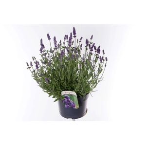 Lavandula ang. Essence Purple
