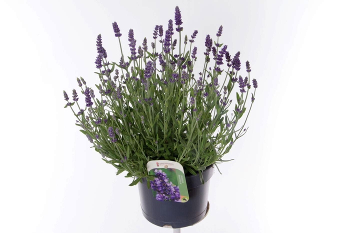<h4>Lavandula ang. Essence Purple</h4>