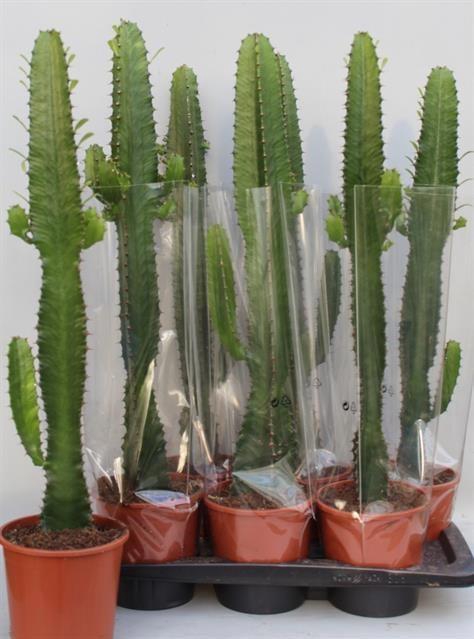 <h4>EUPHOR ACRURENSIS</h4>