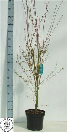 <h4>Acer Pa Sangokaku</h4>