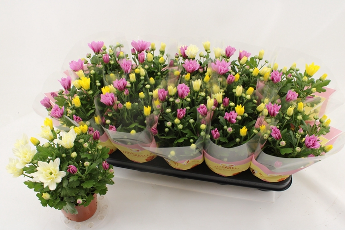 <h4>CHRYS GEM IN POT</h4>