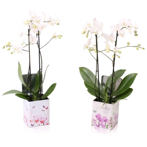 Phal. Multi 2-tak wit in BGC179 Blik Orchidee