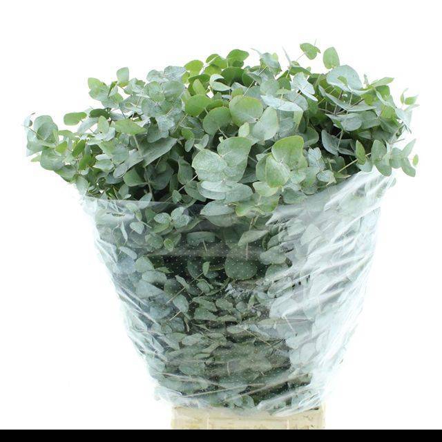 <h4>EUC CINEREA PER BOS</h4>