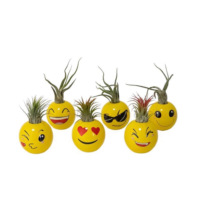 <h4>TILLANDSIA IONANTHA</h4>