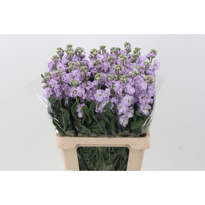 Matth Phantom Lavendel