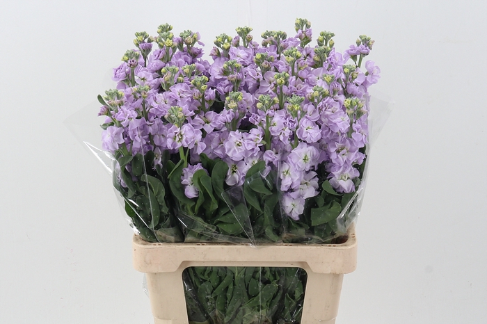 <h4>Matth Phantom Lavendel</h4>