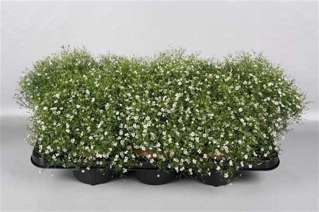 GYPSOPHILA WHITE