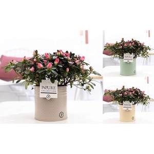 Rhodo Si Terra Nova Zink Louise