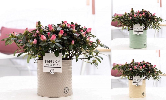 <h4>1st class Azalea pink in P&PURE zinc pot Louise 4 ass.</h4>