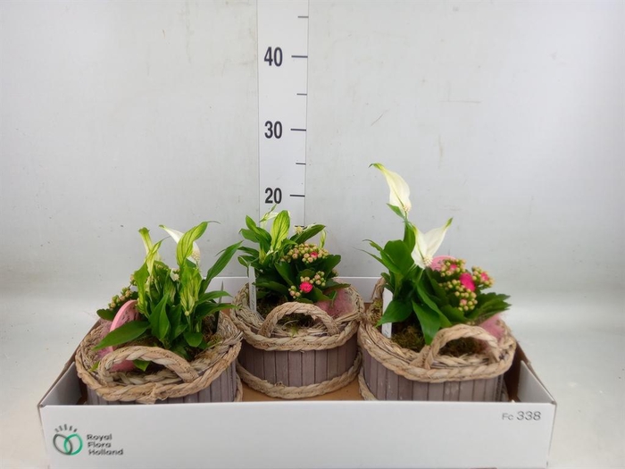 <h4>Arr.    Planten  L%</h4>