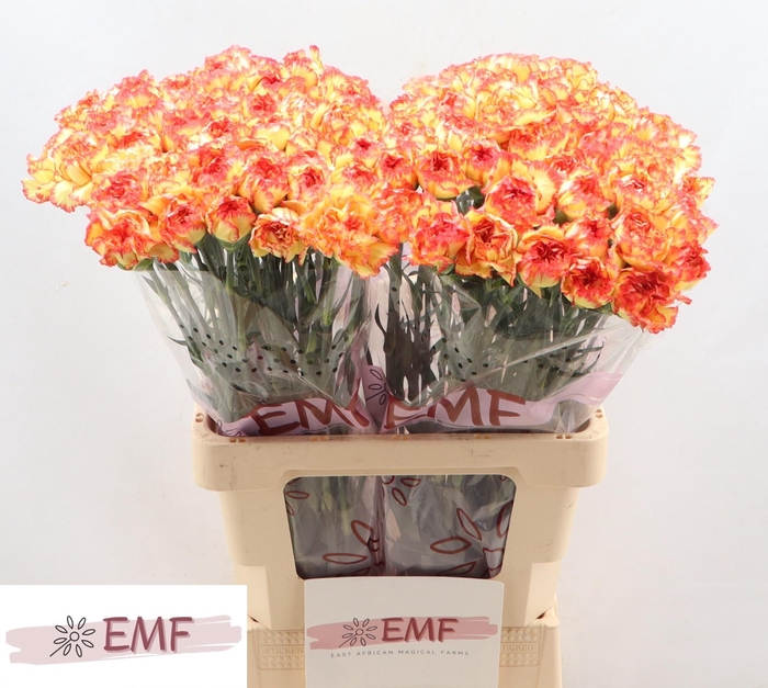 <h4>DI ST DIEGO</h4>