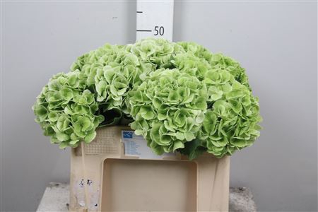 <h4>Hydr Cl M Royal Princess</h4>