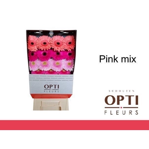 Gerbera Mix Lila - Pink Diamond